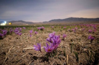 زعفران، نعمت یا بحران؟